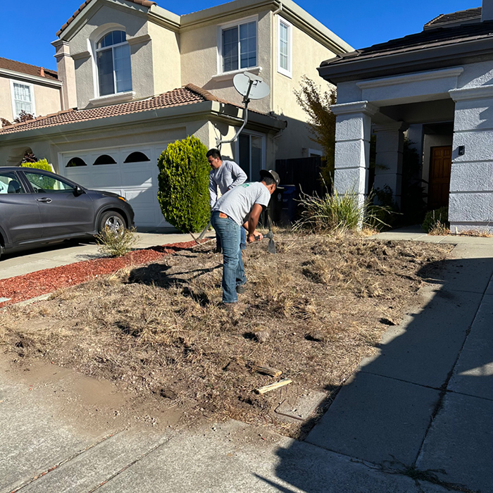 Lawn replacement before