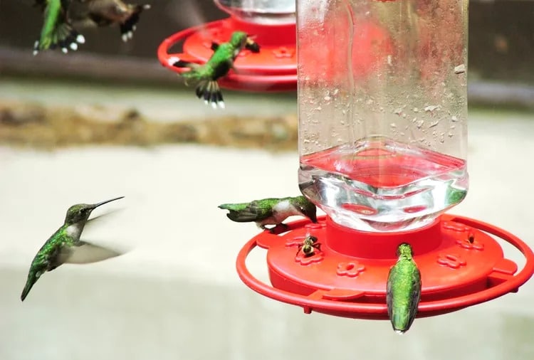 Keep Bees Away from Hummingbird Feeders